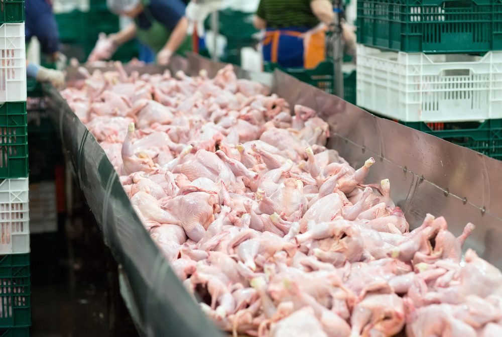 USDA Plans To Increase Poultry Line Speeds, Ignoring Danger To Pregnant And Other Vulnerable Workers